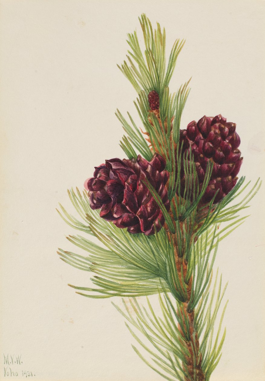 Whitebark Pine Pinus albicaulis, 1931. de Mary Vaux Walcott