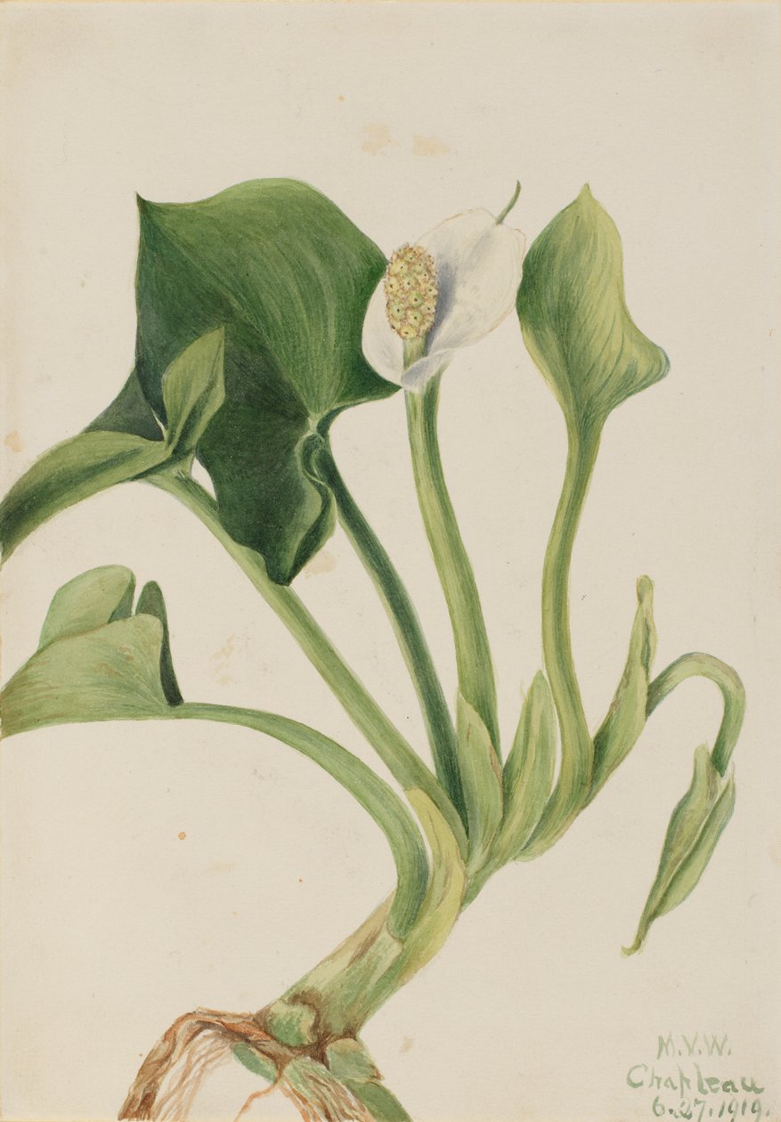 Calla selvagem (Calla palustris) de Mary Vaux Walcott