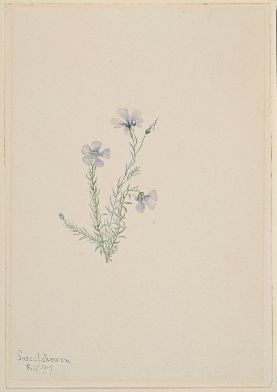 Linho selvagem (Linum lewisii) de Mary Vaux Walcott