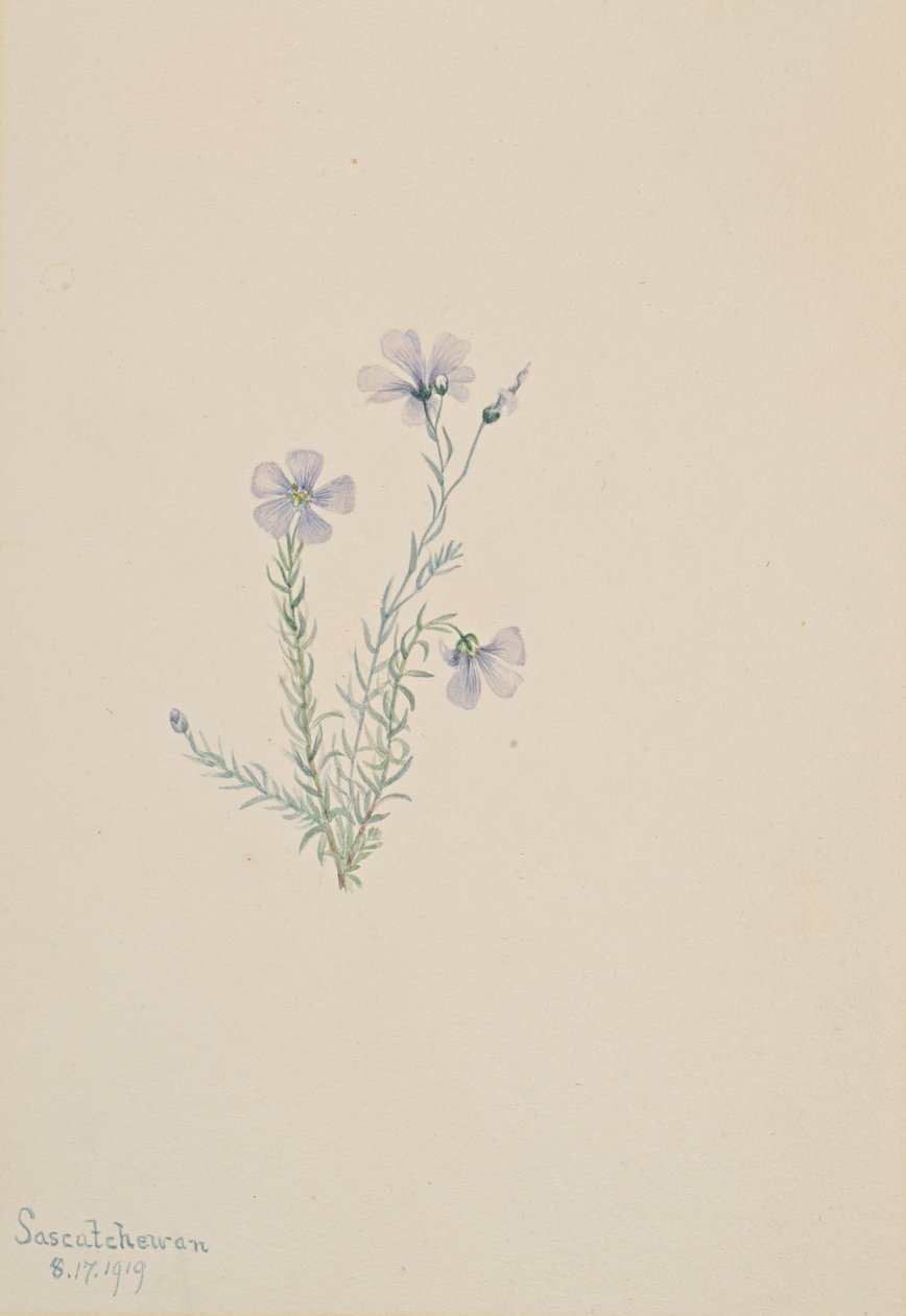 Wild Flax Linum lewisii, 1919. de Mary Vaux Walcott