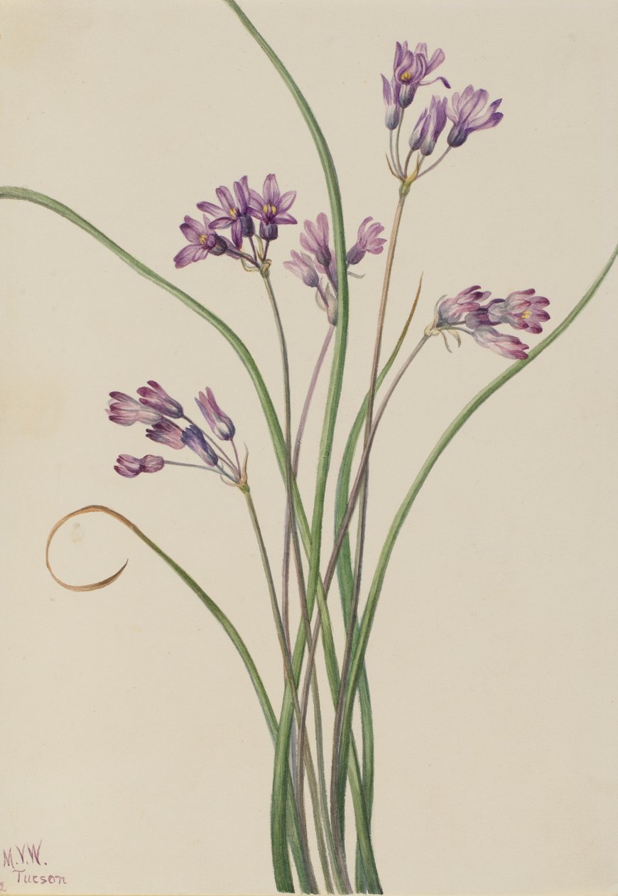 Jacinto-selvagem (Brodiaea pulchella) de Mary Vaux Walcott