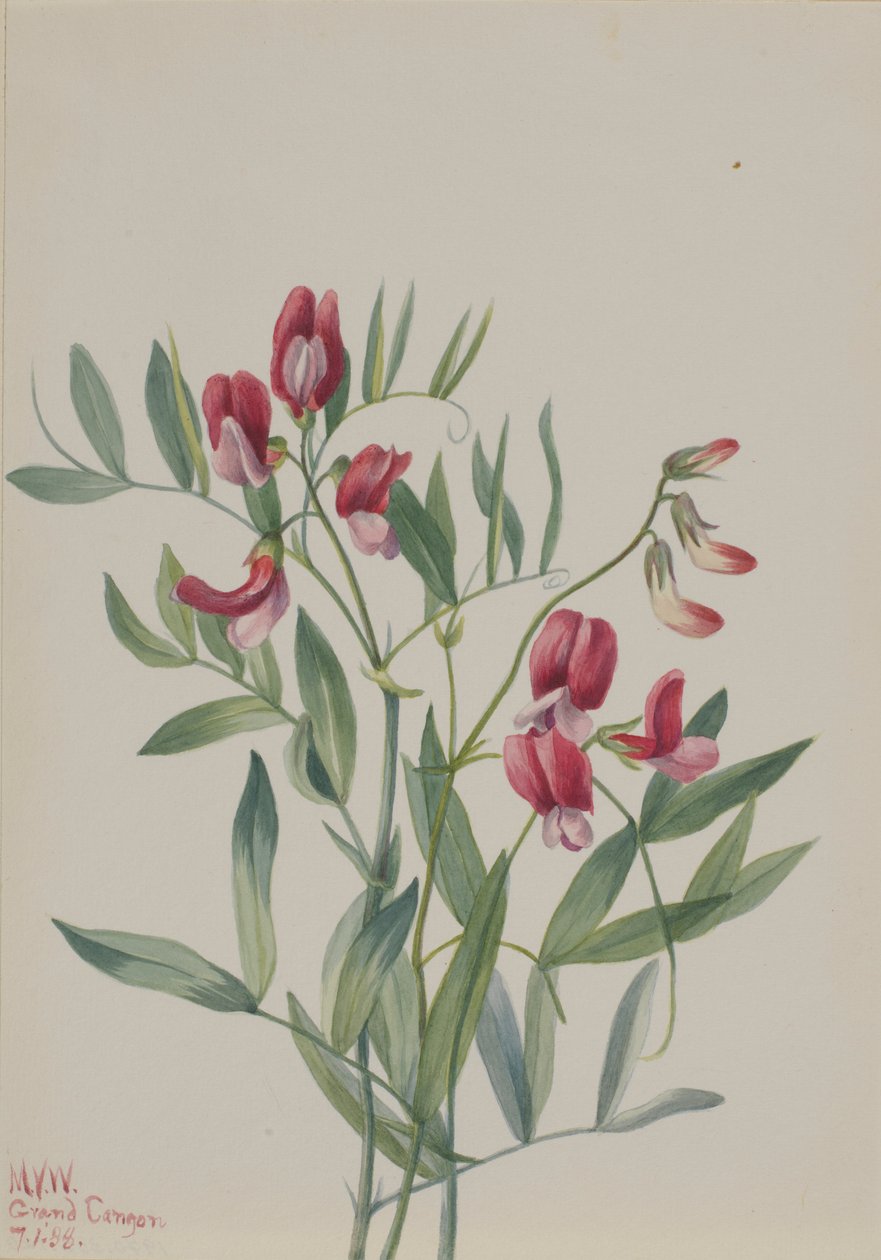 Ervilha brava (Lathyrus decaphyllus) de Mary Vaux Walcott