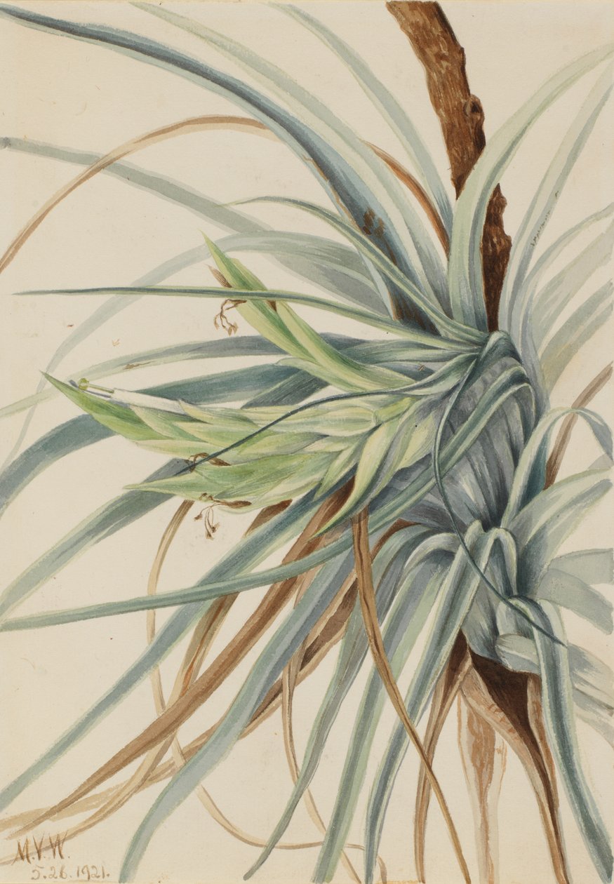 Wild Pineapple Tillandsia fasciculata, 1921. de Mary Vaux Walcott
