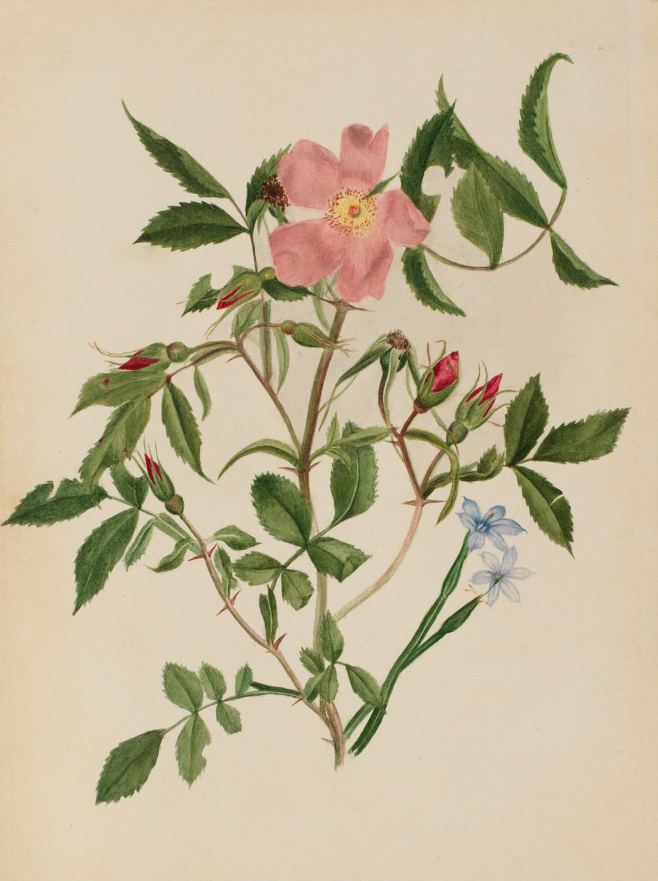 Rosa selvagem e erva-azul (espécies Rosa e Sisyrinchium) de Mary Vaux Walcott