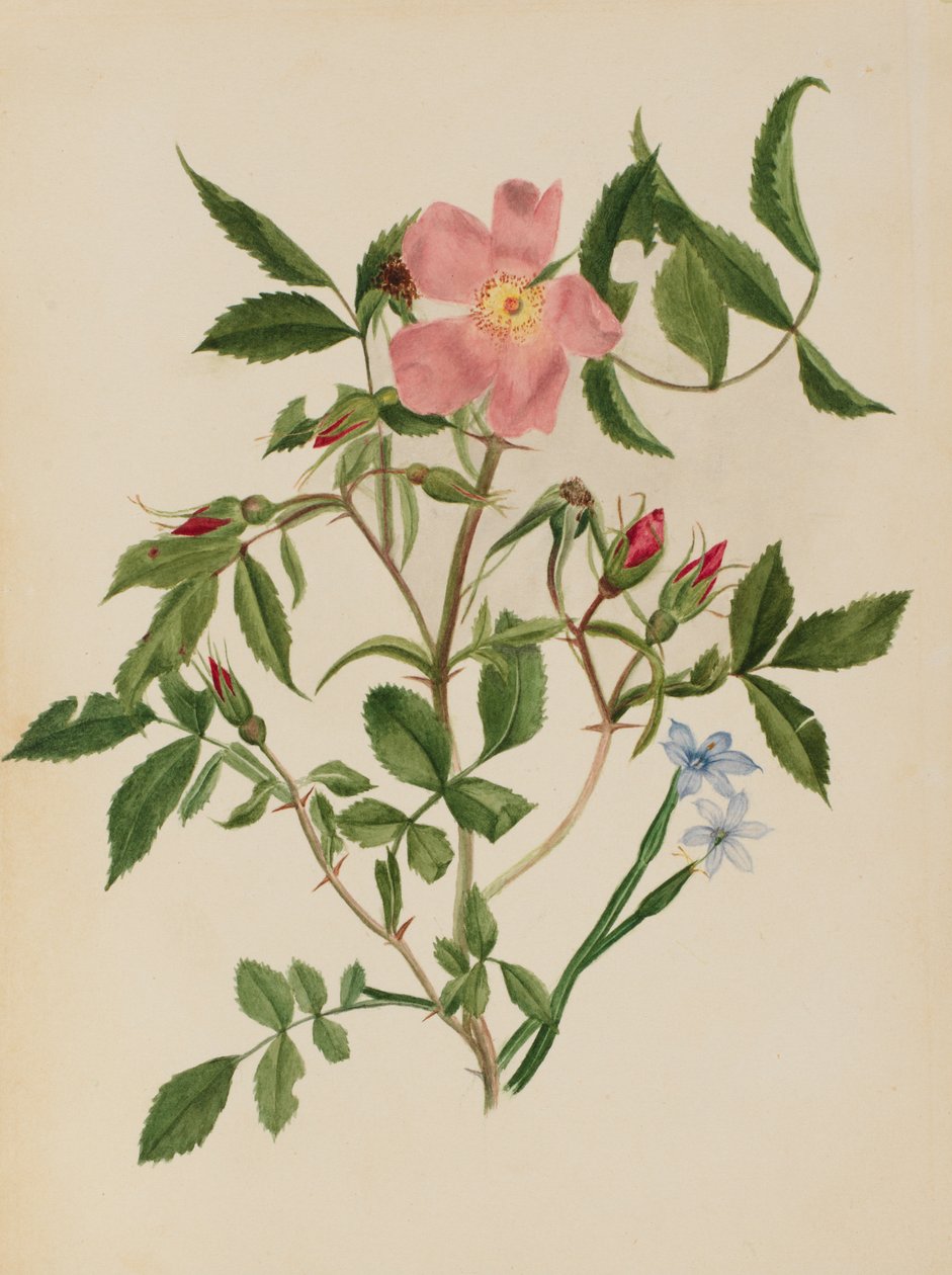 Espécies de Rosa Rosa Rosa e Erva de olhos azuis e Sisyrinchium, n.d. de Mary Vaux Walcott