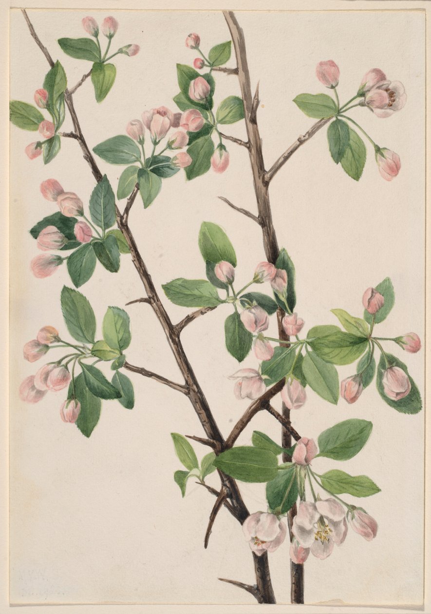 Sapateira (Malus coronaria) de Mary Vaux Walcott