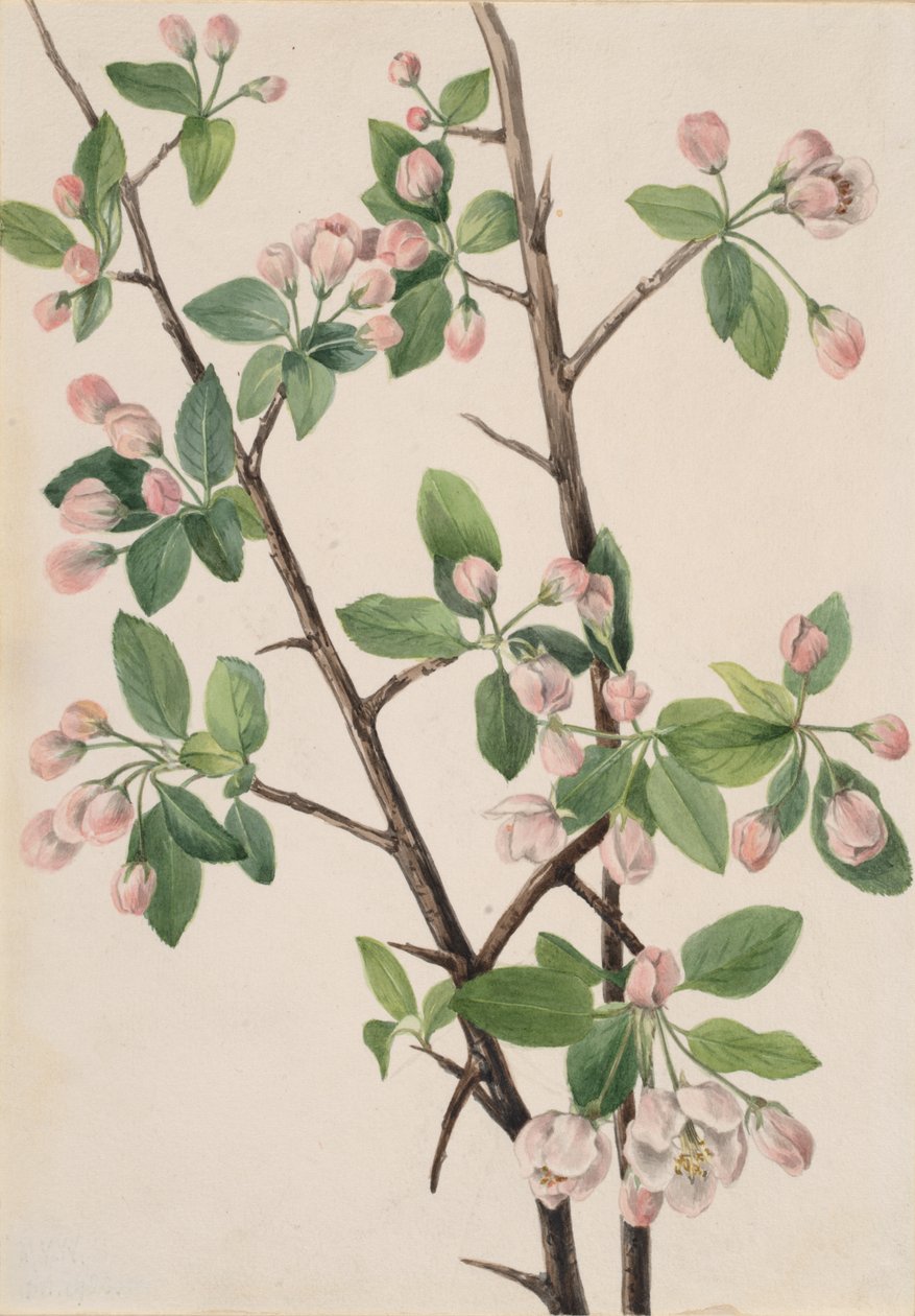 Wild Sweet Crab Malus coronaria, 1920. de Mary Vaux Walcott