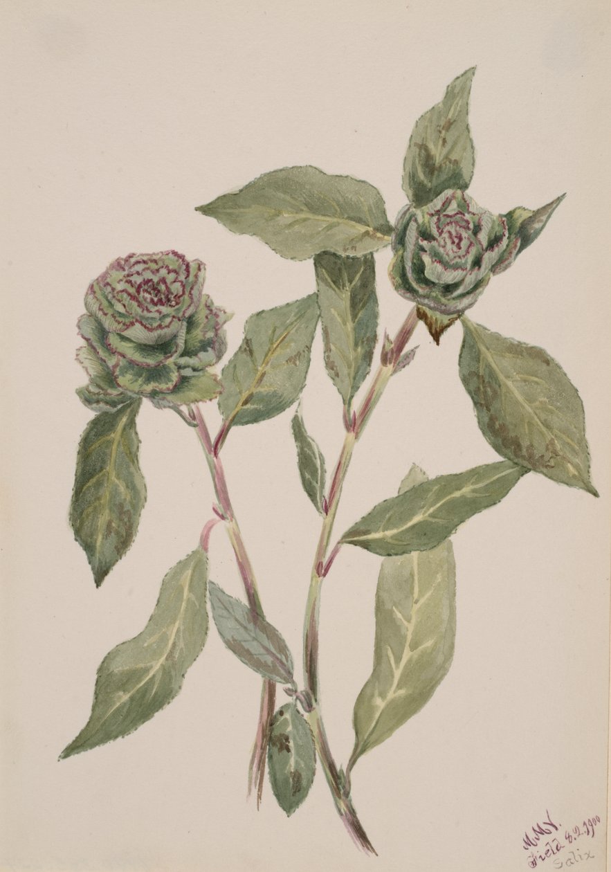 Willow Salix, 1900. de Mary Vaux Walcott