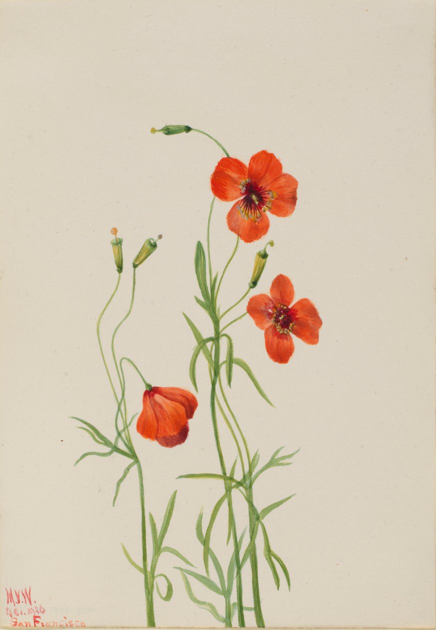 Papoila do vento (Stylomecon heterophylla) de Mary Vaux Walcott