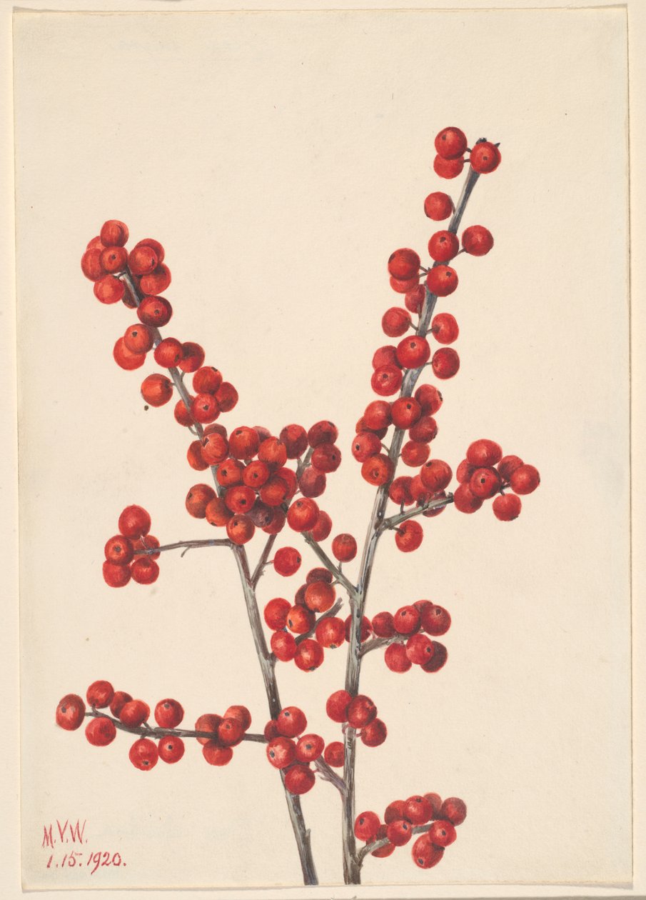 Bagaço de inverno (Ilex verticillata) de Mary Vaux Walcott