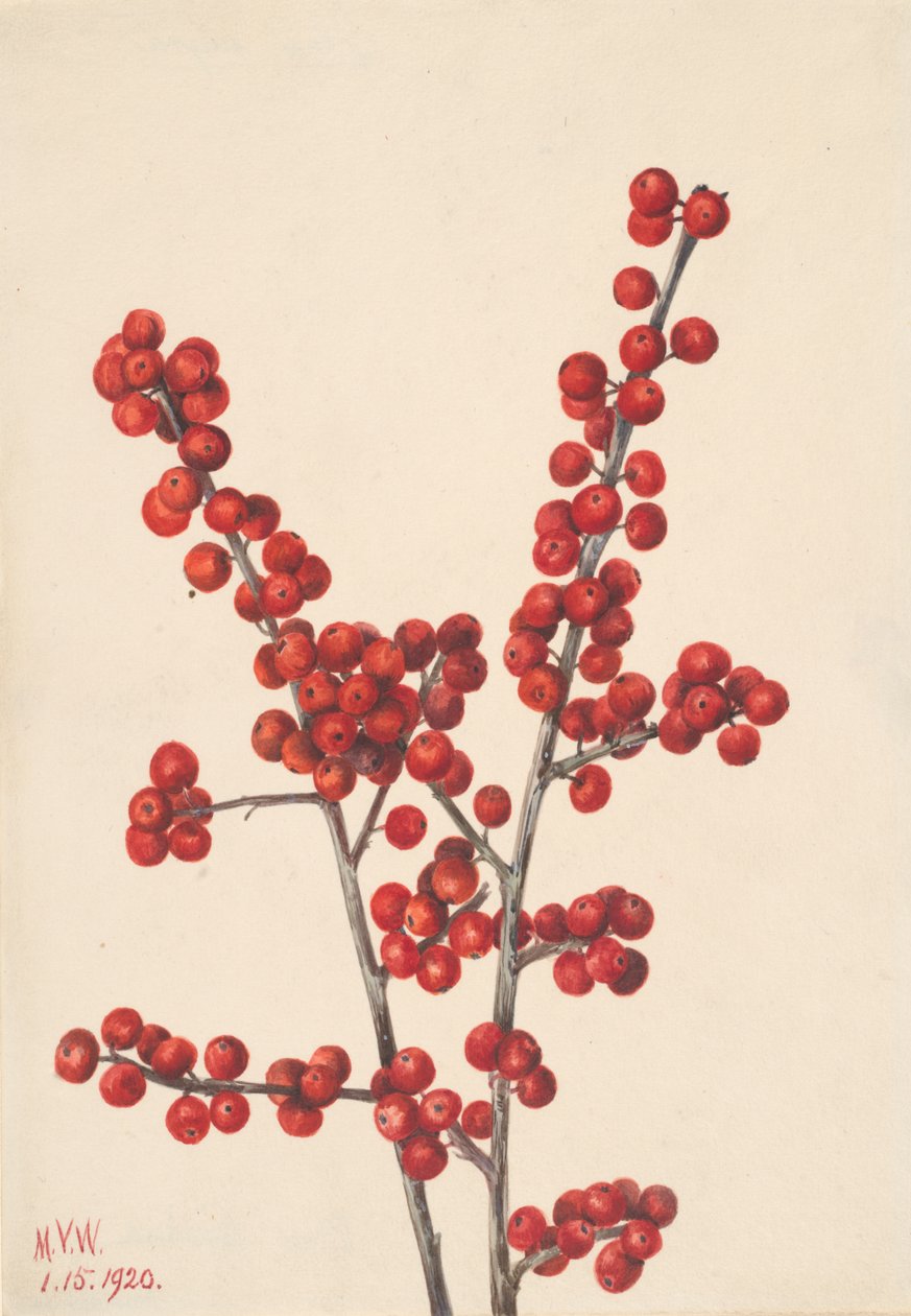 Winterberry Ilex verticillata, 1920. de Mary Vaux Walcott