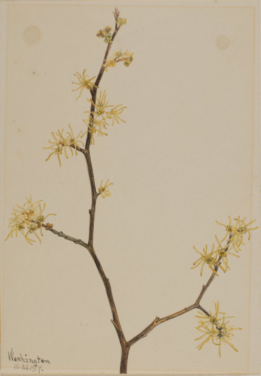 Hamamélis (Hamamelis virginiana) de Mary Vaux Walcott
