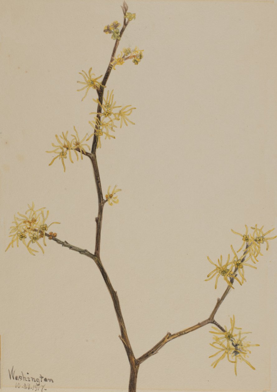Witch-hazel Hamamelis virginiana, 1917. de Mary Vaux Walcott