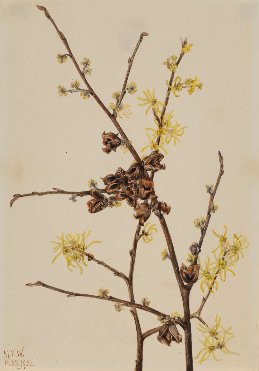 Hamamélis (Hamamelis virginiana) de Mary Vaux Walcott