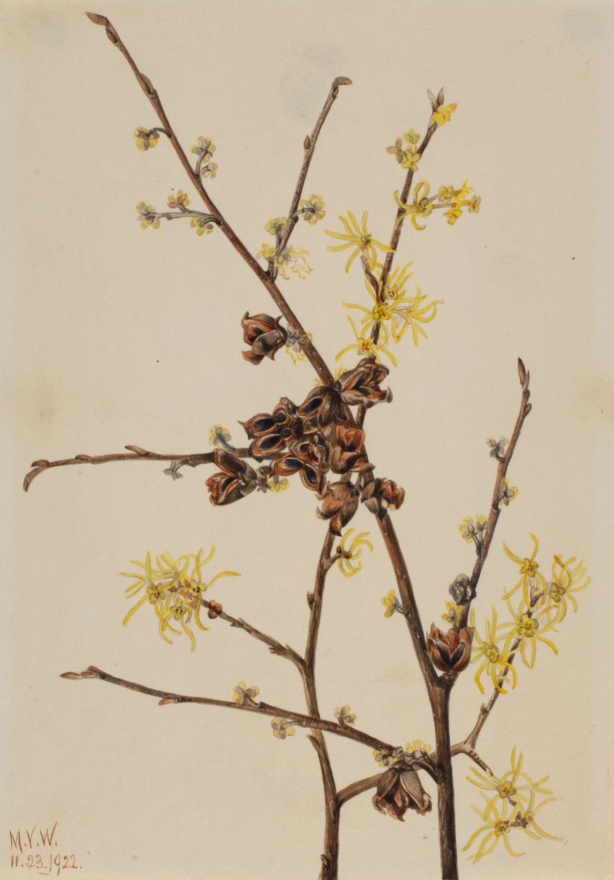Witch Hazel Hamamelis virginiana, 1922. de Mary Vaux Walcott
