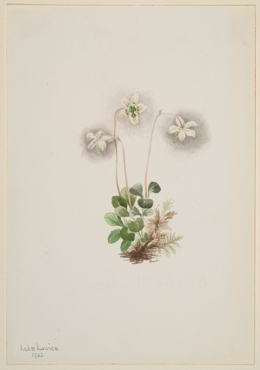 Ninfa-da-madeira (Moneses uniflora) de Mary Vaux Walcott