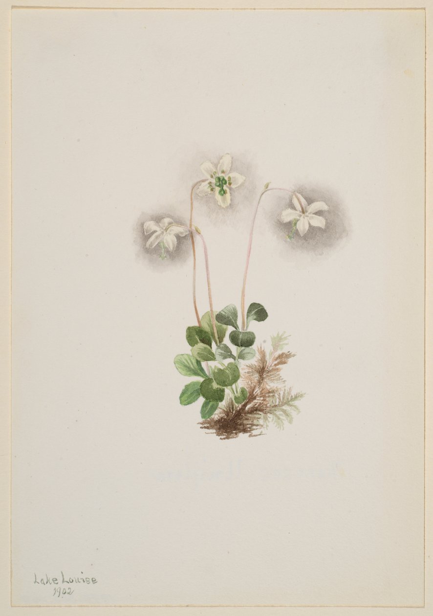 Wood-Ninfa Moneses uniflora, 1902. de Mary Vaux Walcott