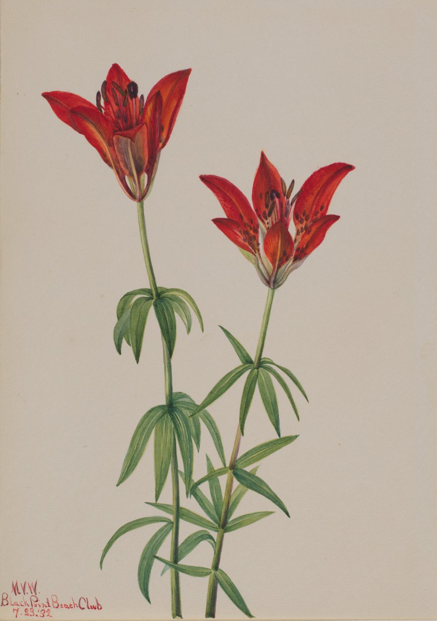 Lírio-da-madeira (Lilium philadelphicum) de Mary Vaux Walcott