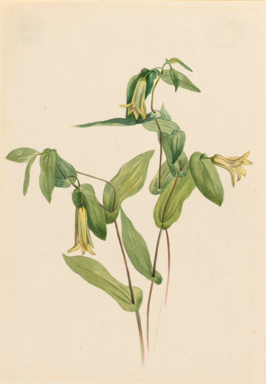 Uvularia perfoliata (Uvularia perfoliata) de Mary Vaux Walcott