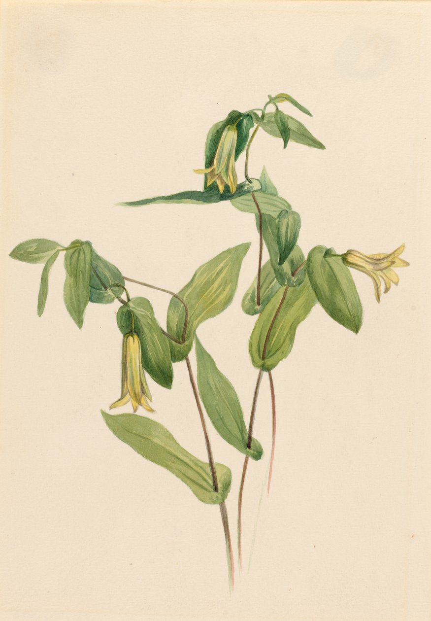 Wood Merrybells Uvularia perfoliata, s.d. de Mary Vaux Walcott