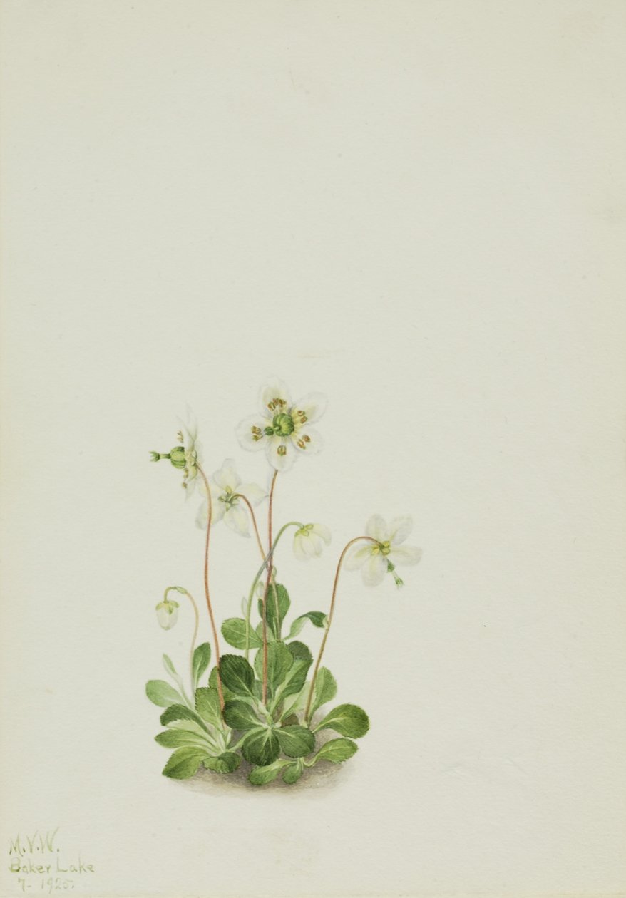Ninfa da madeira (Moneses uniflora) de Mary Vaux Walcott