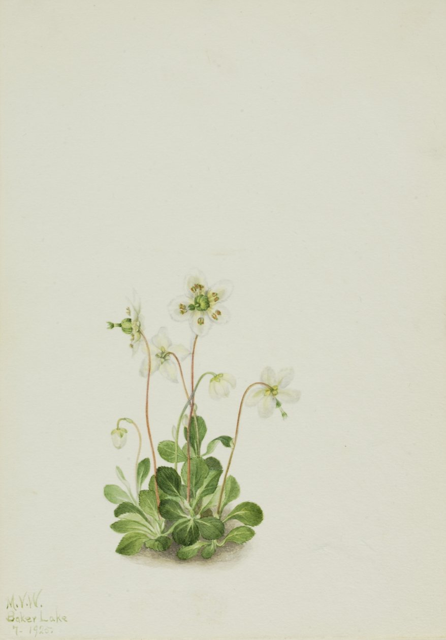 Wood Nymph Moneses uniflora, 1925. de Mary Vaux Walcott