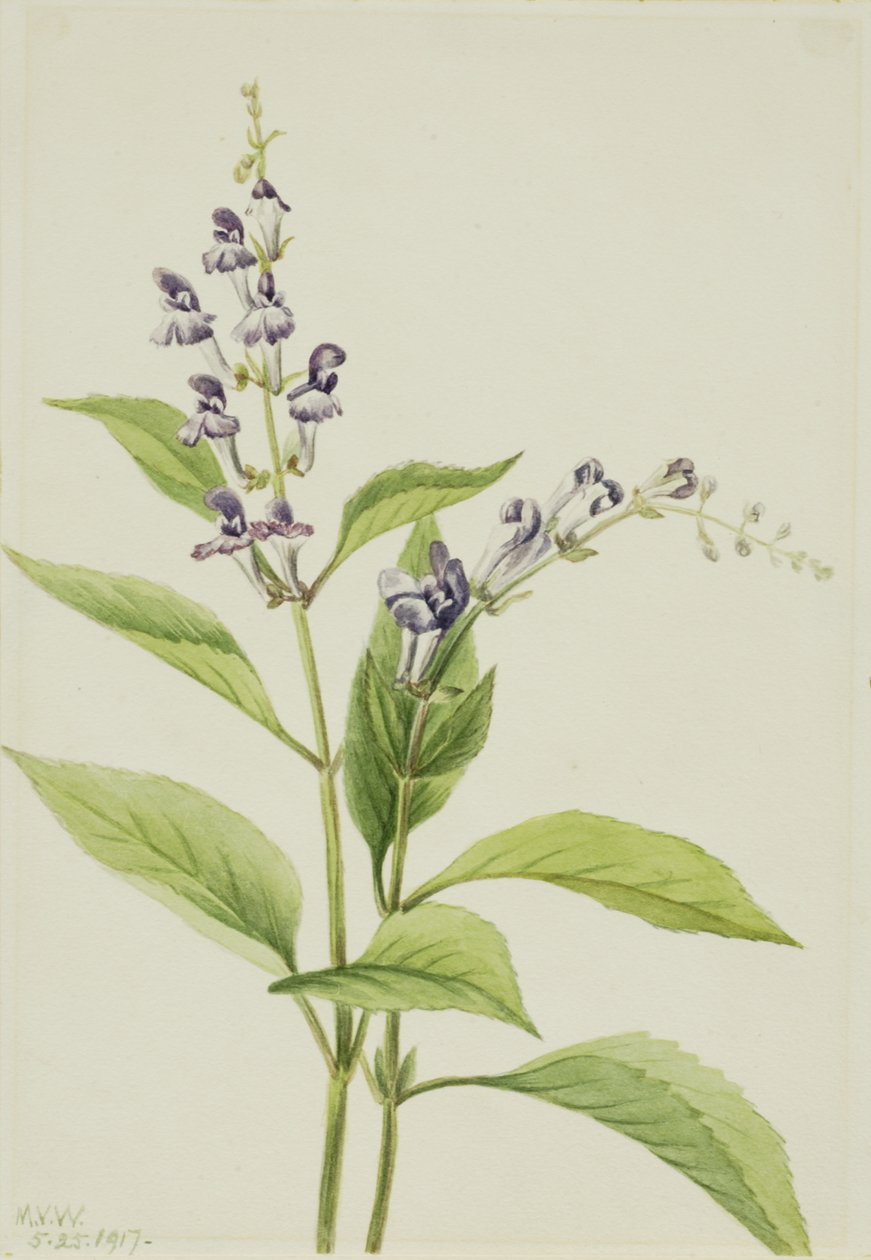 Caveira de madeira Scutellaria serrata, 1917. de Mary Vaux Walcott
