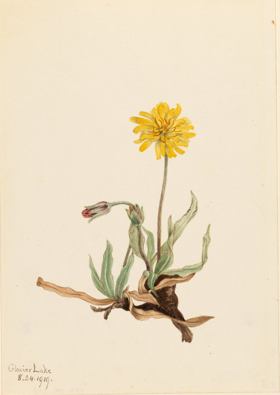 Agoseris lanosos (Agoseris villosa) de Mary Vaux Walcott