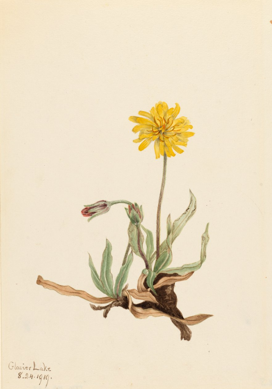 Woolly Agoseris Agoseris villosa, 1919. de Mary Vaux Walcott