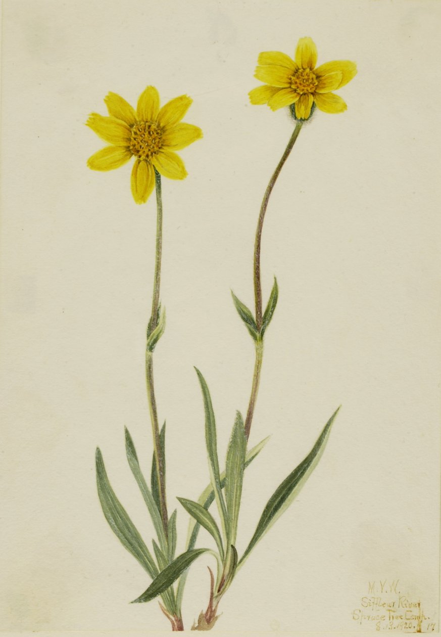 Arnica lanuda (Arnica tomentosa) de Mary Vaux Walcott