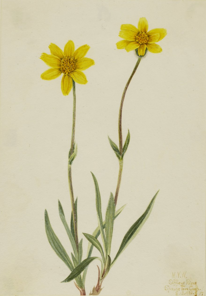 Woolly Arnica Arnica tomentosa, 1920. de Mary Vaux Walcott