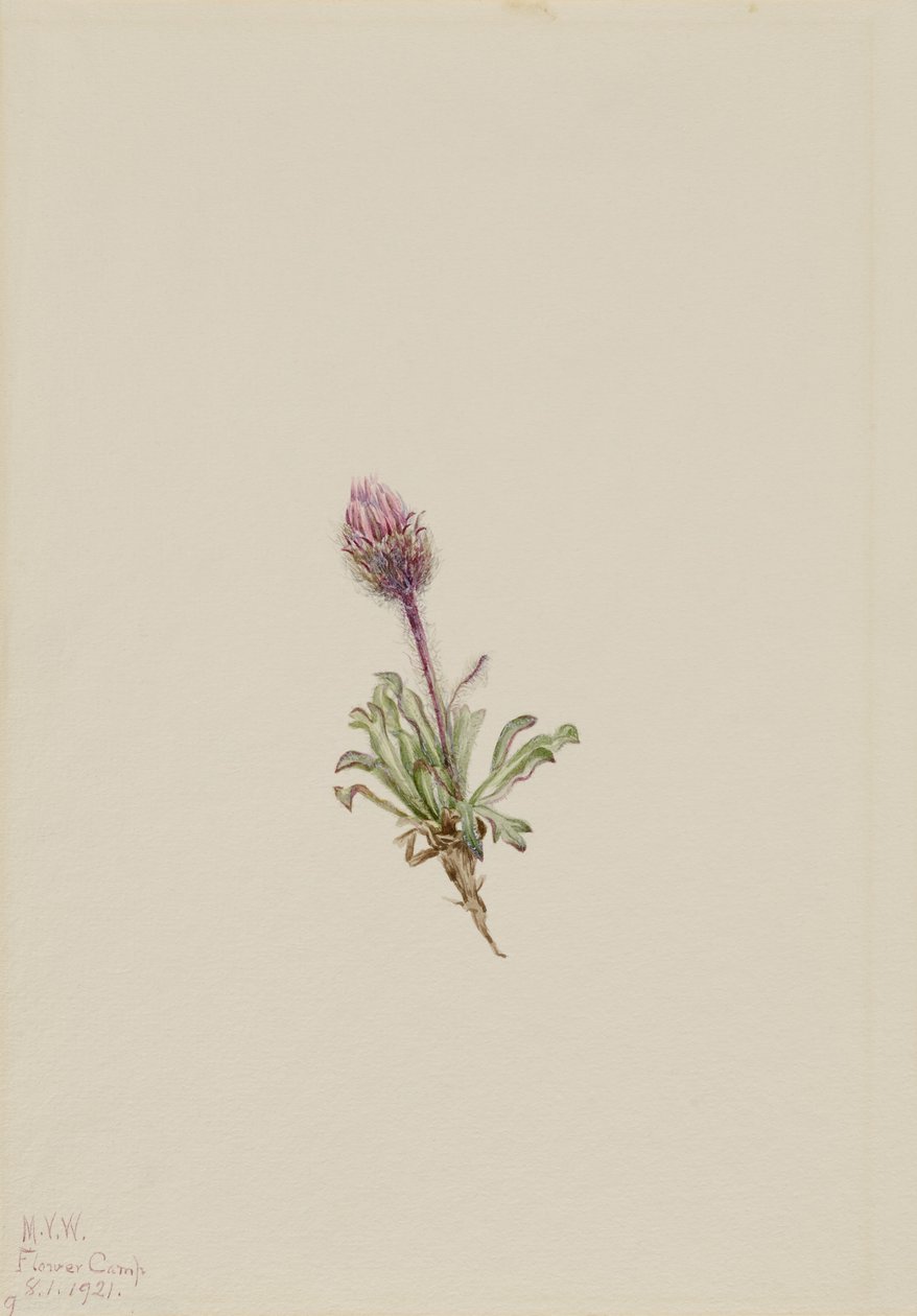 Erva-de-são-joão (Erigeron lanatus) de Mary Vaux Walcott