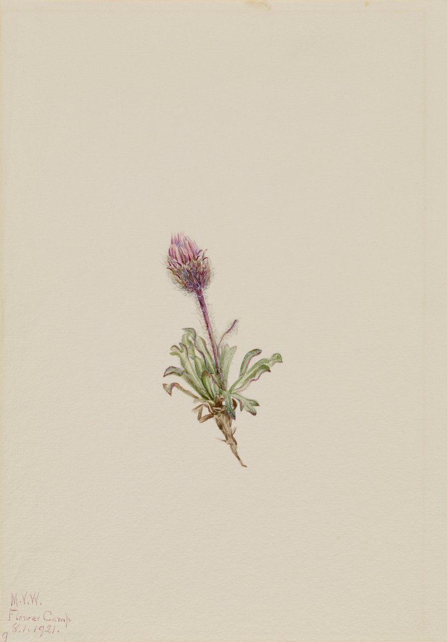 Woolly Fleabane Erigeron lanatus, 1921. de Mary Vaux Walcott