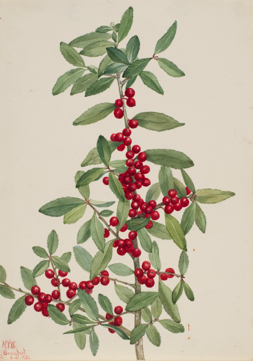 Açafrão (Ilex vomitoria) de Mary Vaux Walcott