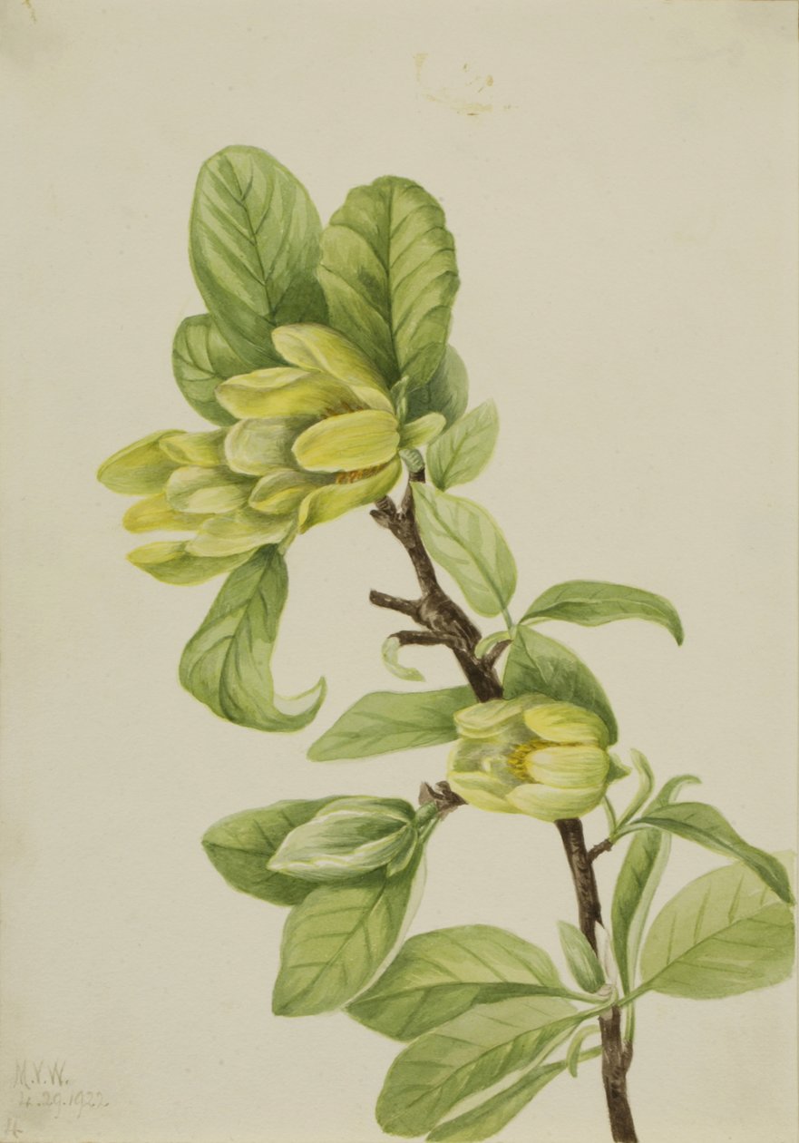 Amarelo Cucumbertree Magnolia cordata, 1922. de Mary Vaux Walcott