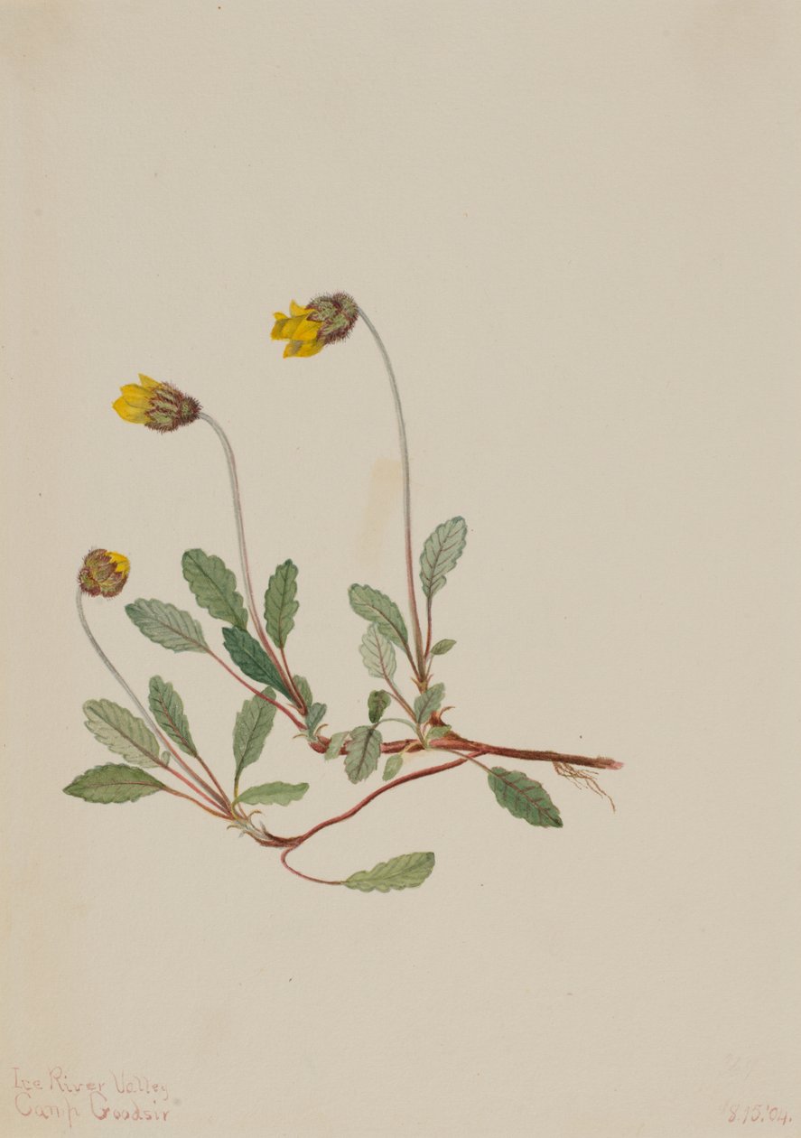 Dryad amarelo (Dryas drummondii) de Mary Vaux Walcott