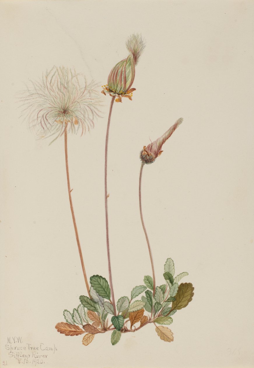 Dryad amarelo (fruto) (Dryas drummondii) de Mary Vaux Walcott