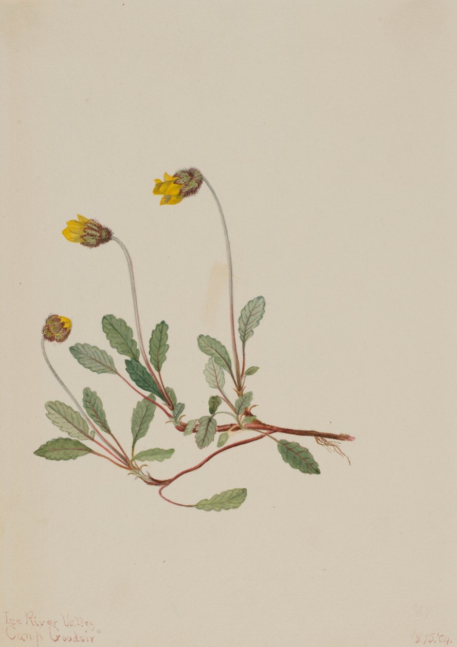 Dríade Amarela Dryas drummondii, 1904. de Mary Vaux Walcott