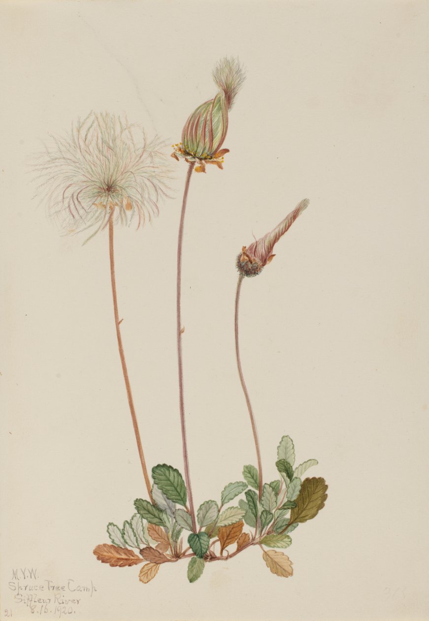 Dryad de fruta amarela Dryas drummondii, 1920. de Mary Vaux Walcott