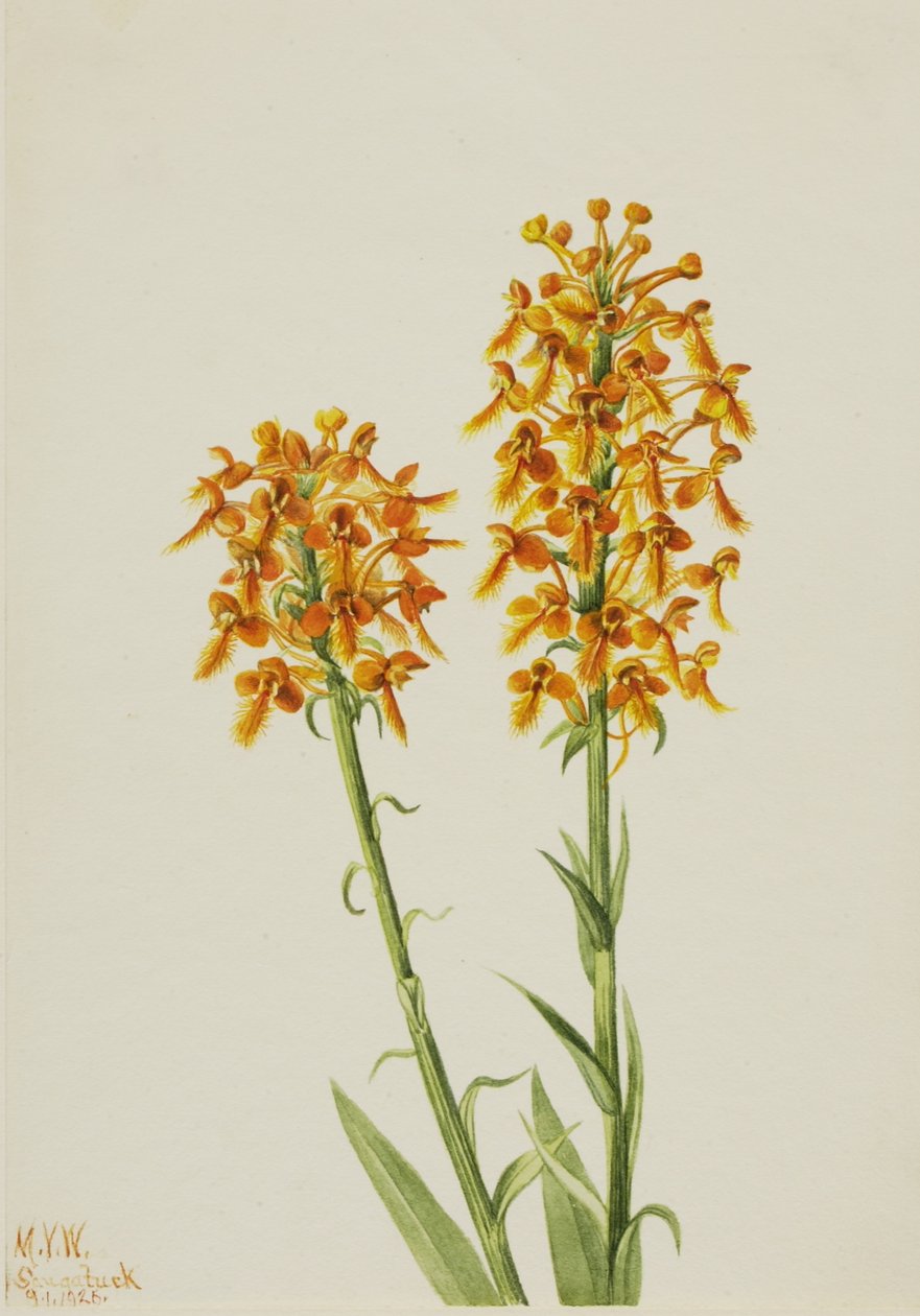 Orquídea de franja amarela (Habenaria ciliaris) de Mary Vaux Walcott