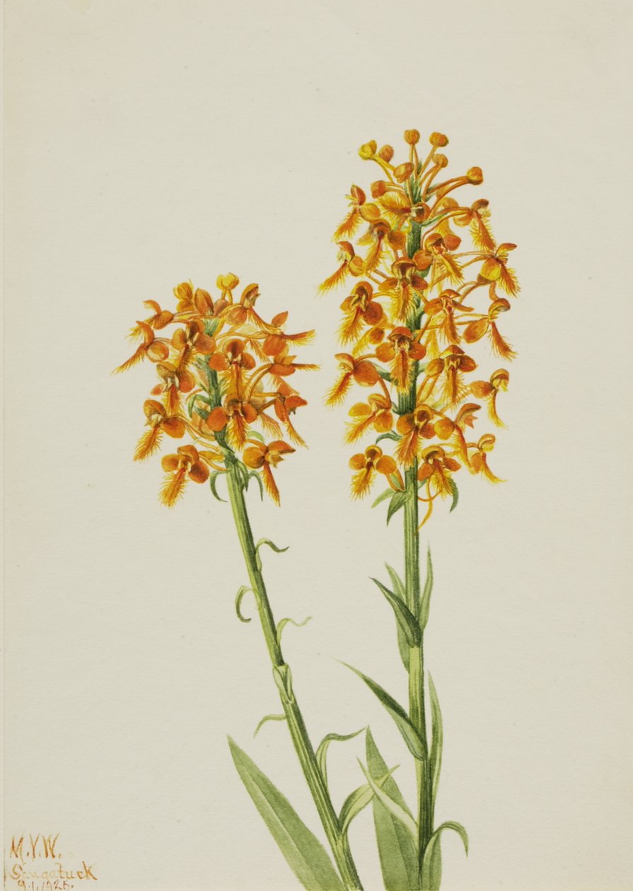 Yellow Fringe Orchid Habenaria ciliaris, 1926. de Mary Vaux Walcott