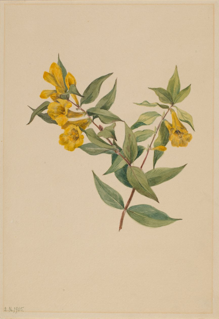 Jessamina amarela (Gelsemium sempervirens) de Mary Vaux Walcott