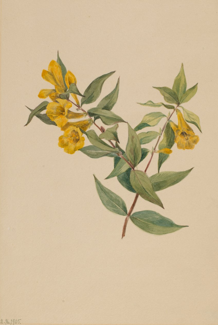 Yellow Jessamine Gelsemium sempervirens, 1905. de Mary Vaux Walcott