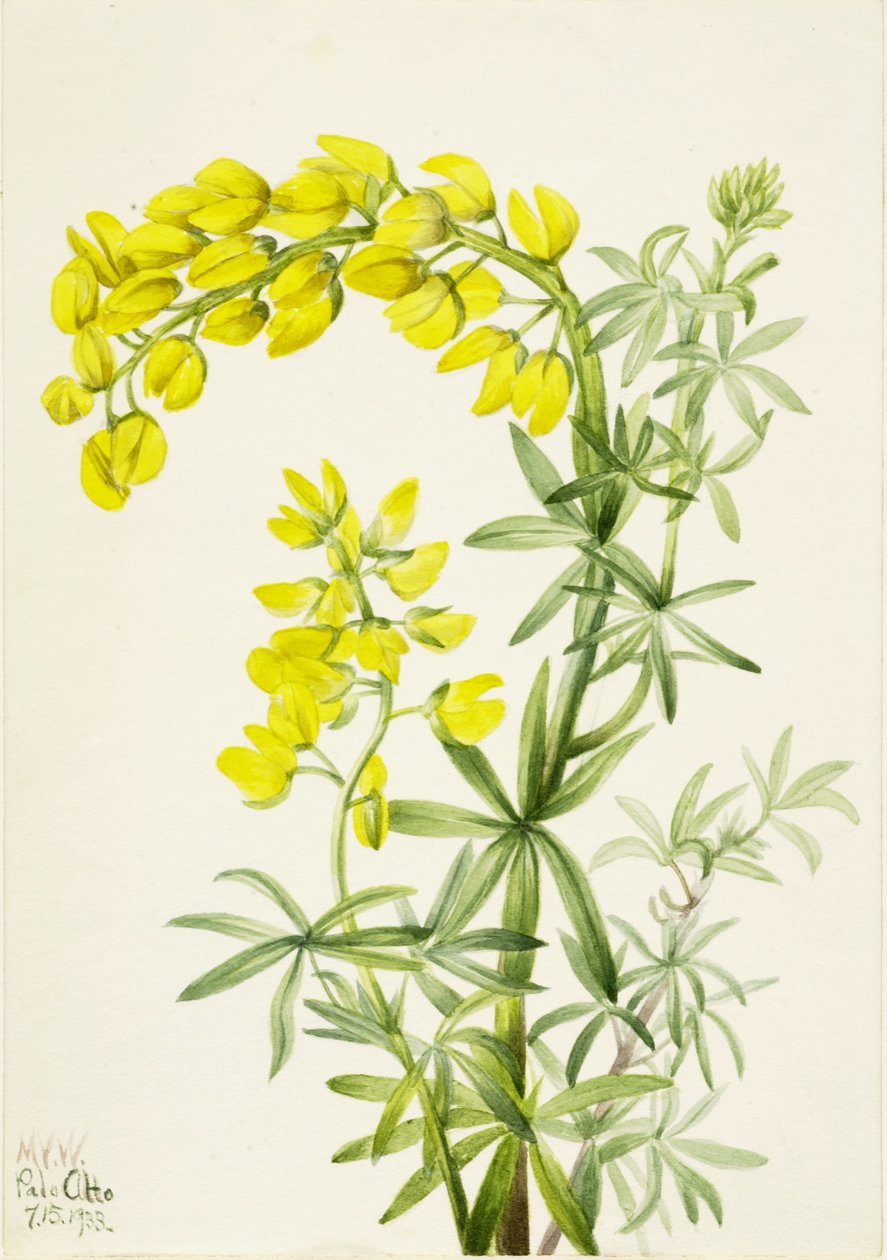 Tremoço amarelo (Lupinis arboreus) de Mary Vaux Walcott