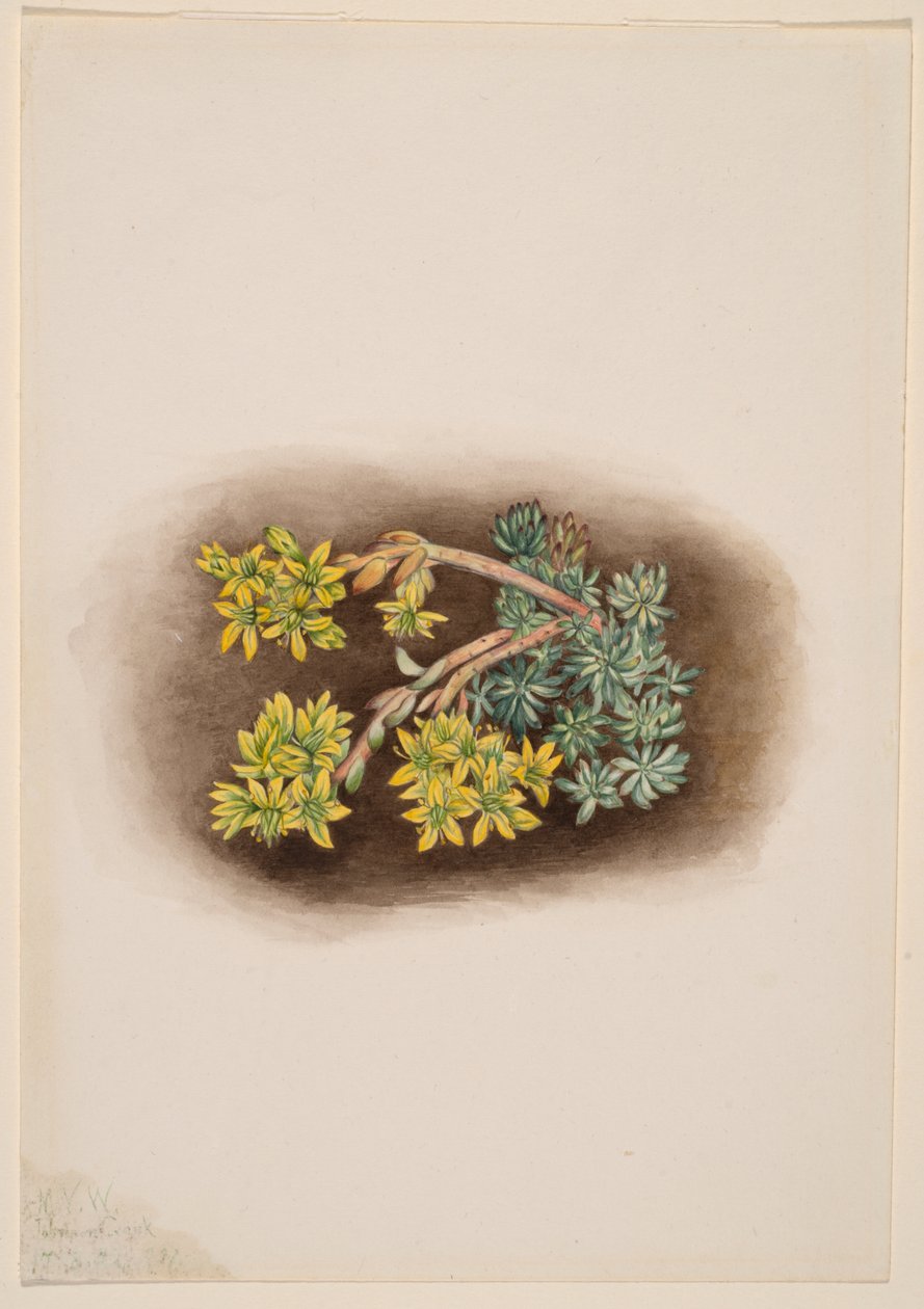 Planta de pedra amarela (Sedum stenopetalum) de Mary Vaux Walcott