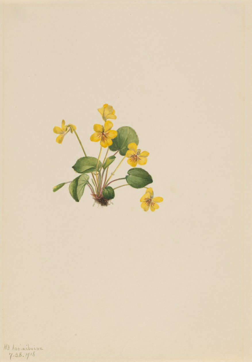 Violeta amarela (Viola orbiculata) de Mary Vaux Walcott