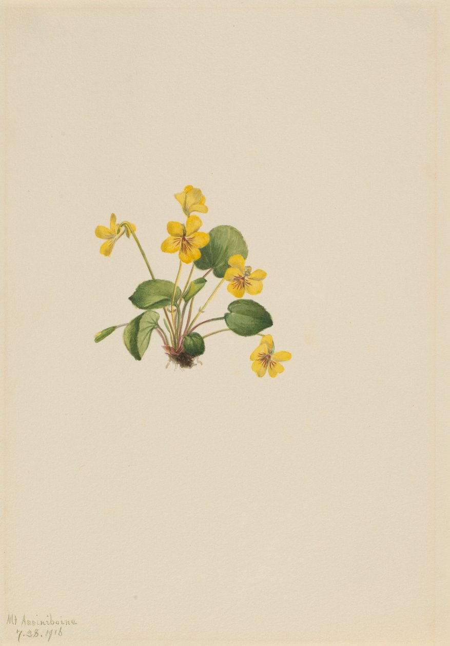 Violeta Viola orbiculata amarela, 1916. de Mary Vaux Walcott
