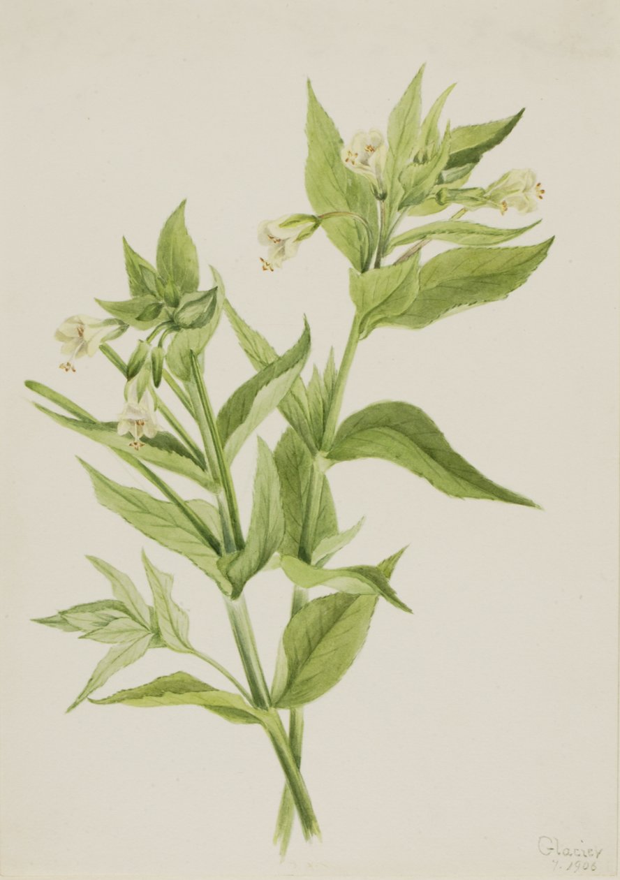 Yellow Willow-Weed Epilobium lutem, 1906. de Mary Vaux Walcott