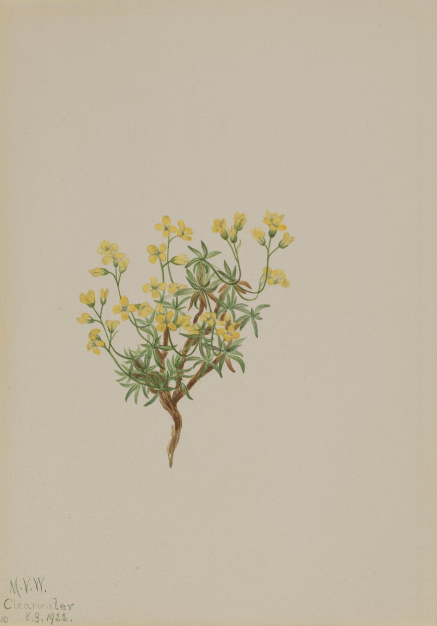 Yellow Willow Grass, 1922. de Mary Vaux Walcott