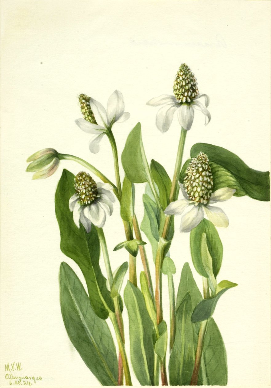 Yerba Mansa Anemopsis californica, 1934. de Mary Vaux Walcott